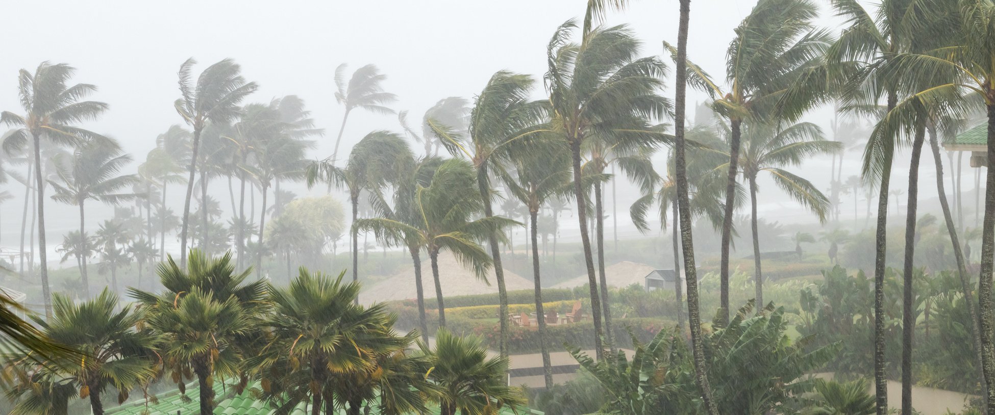 Palm trees blowing in the wind and rain as a hurricane approaches a tropical island